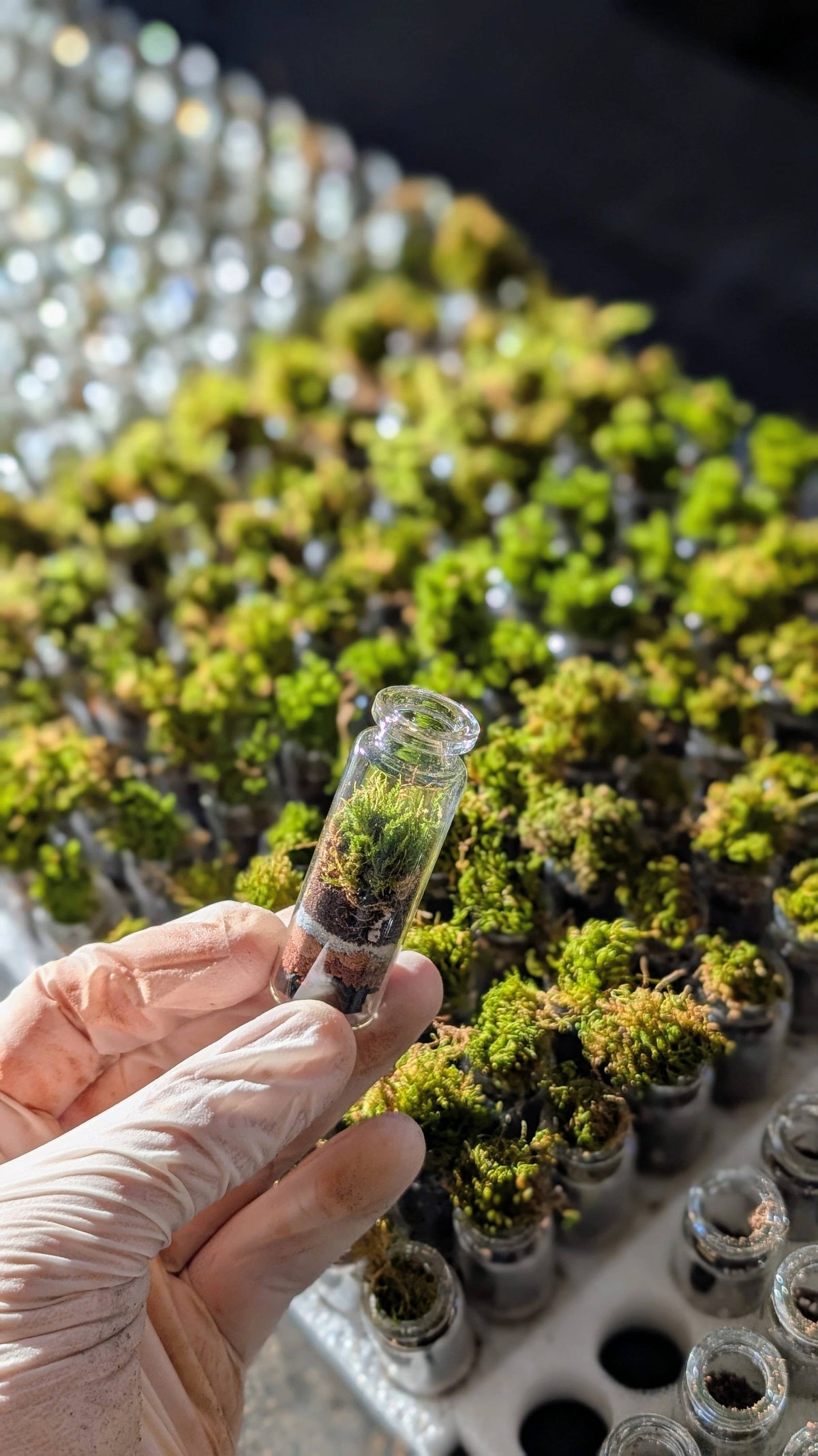 Pocket Terrarium / Self Sustaining Miniature Ecosystem