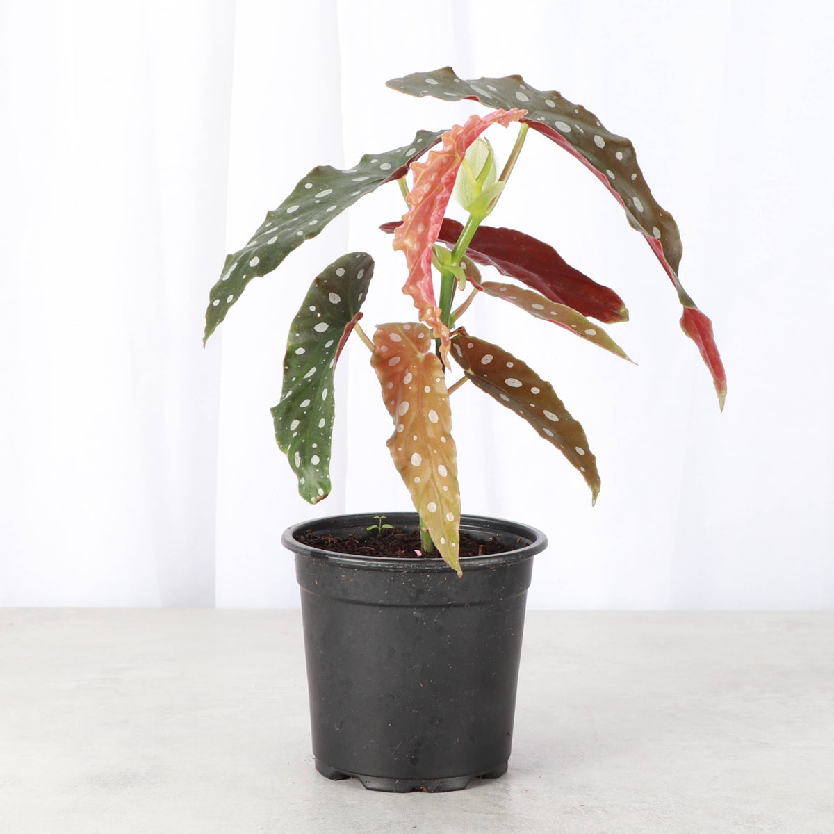 Begonia Maculata - Polka Dot Plant - 4" Live Plant