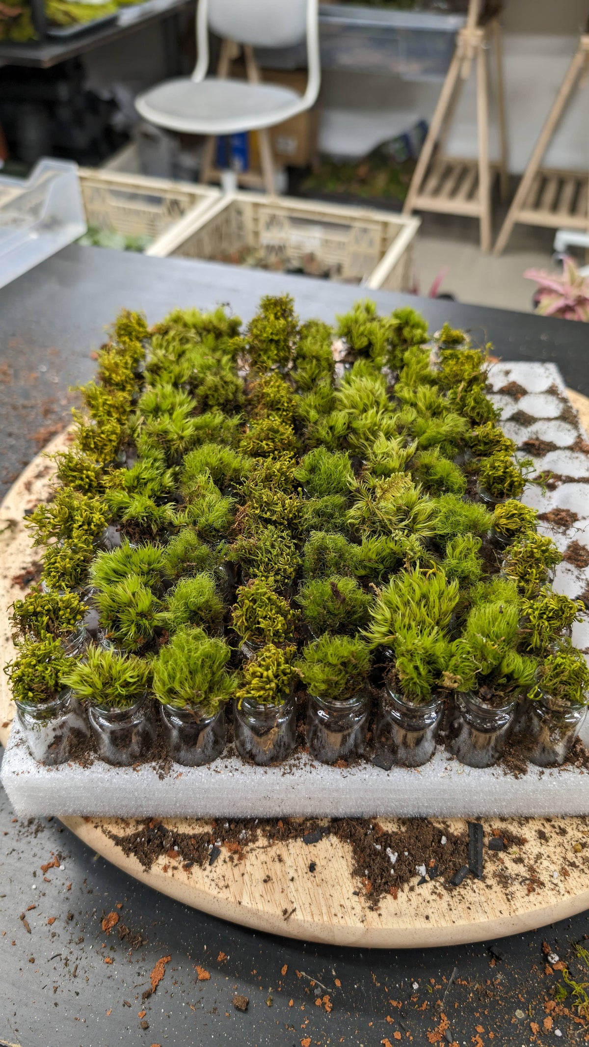 Pocket Terrarium / Self Sustaining Miniature Ecosystem