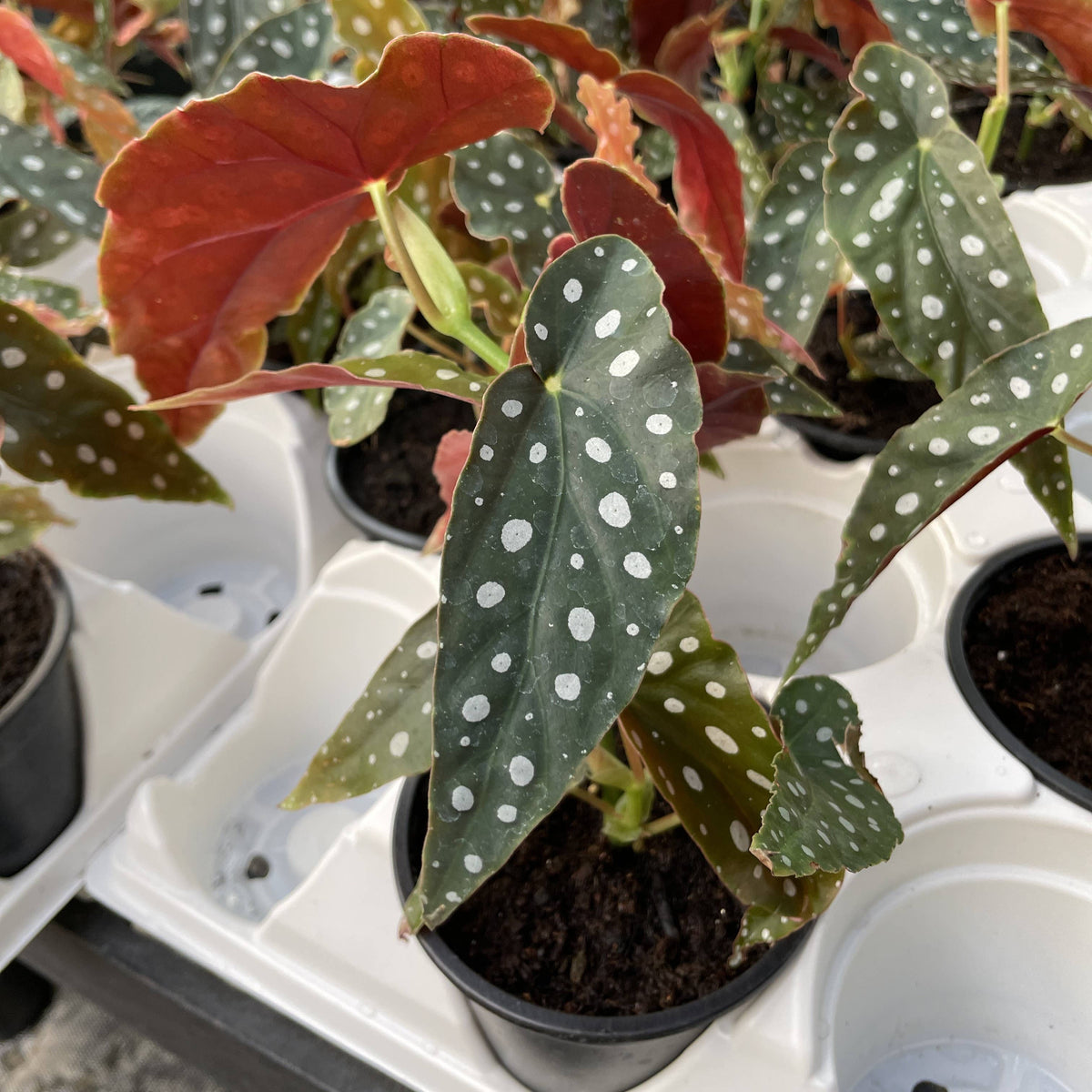 Begonia Maculata - Polka Dot Plant - 4" Live Plant