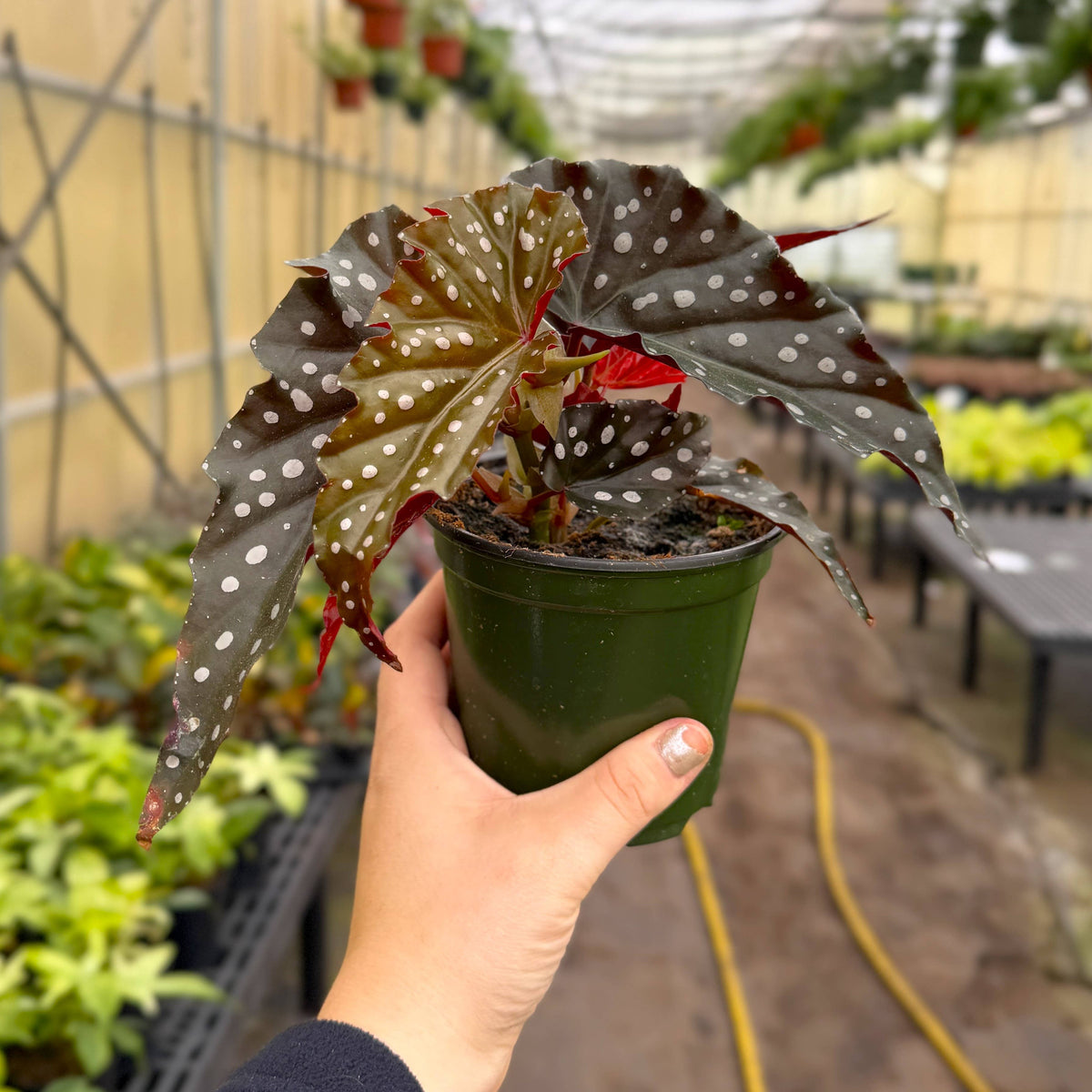 Begonia Maculata - Polka Dot Plant - 4" Live Plant