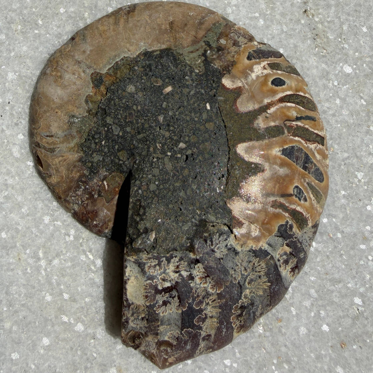 1 lb Natural Ammonite Fossil Healing Energy