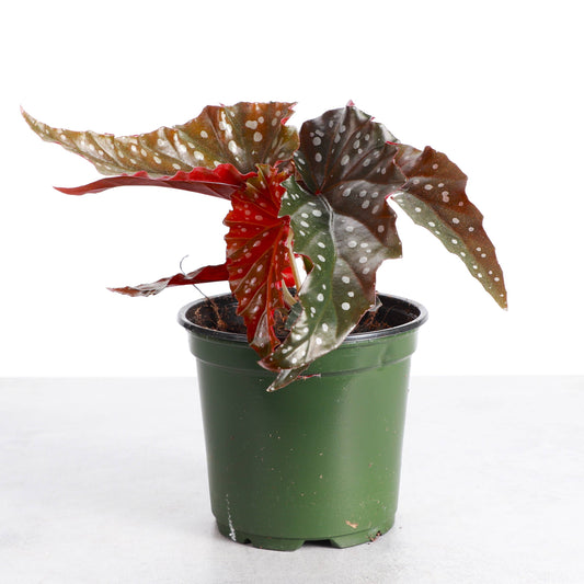 Begonia Maculata - Polka Dot Plant - 4" Live Plant