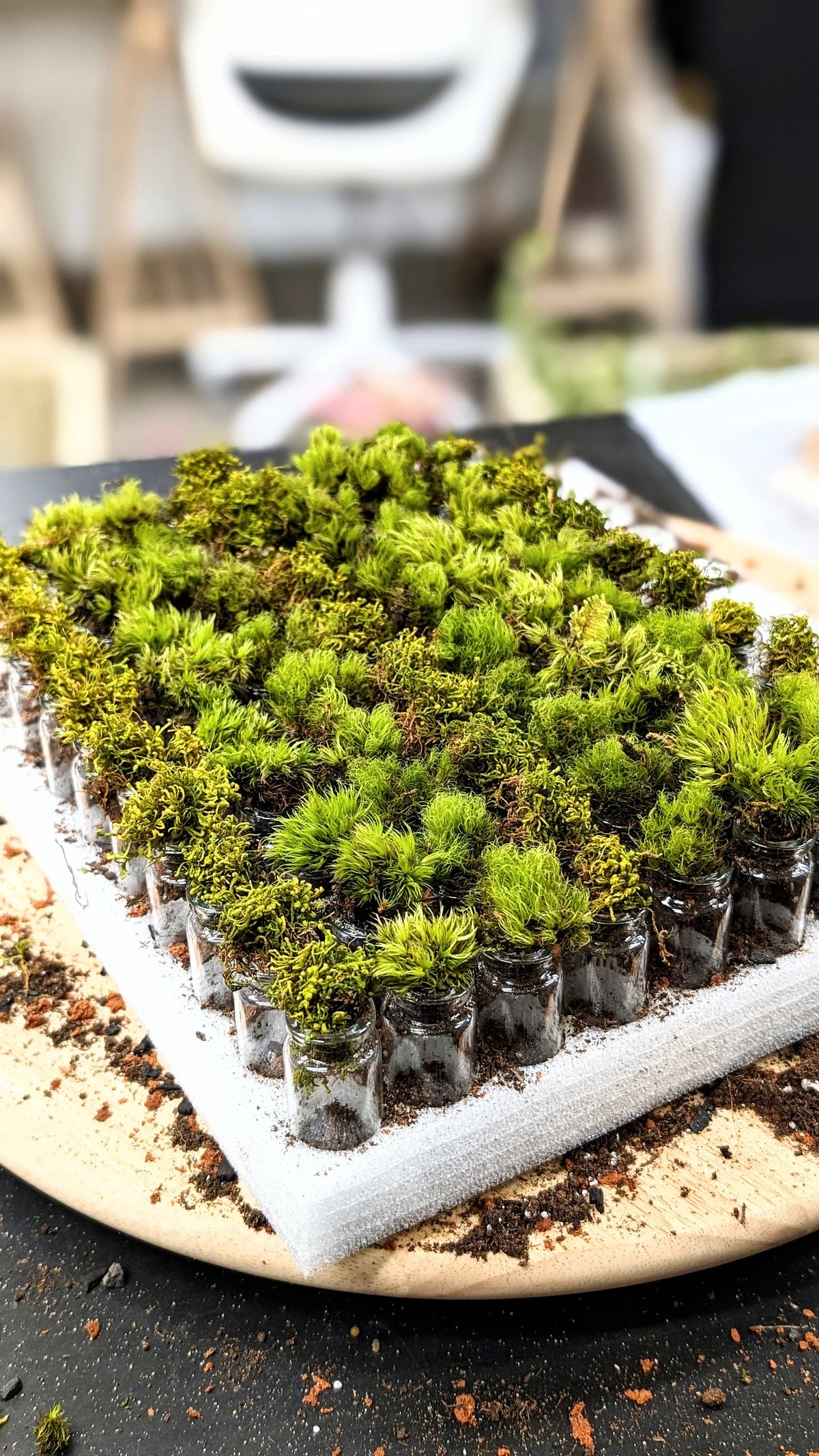 Pocket Terrarium / Self Sustaining Miniature Ecosystem