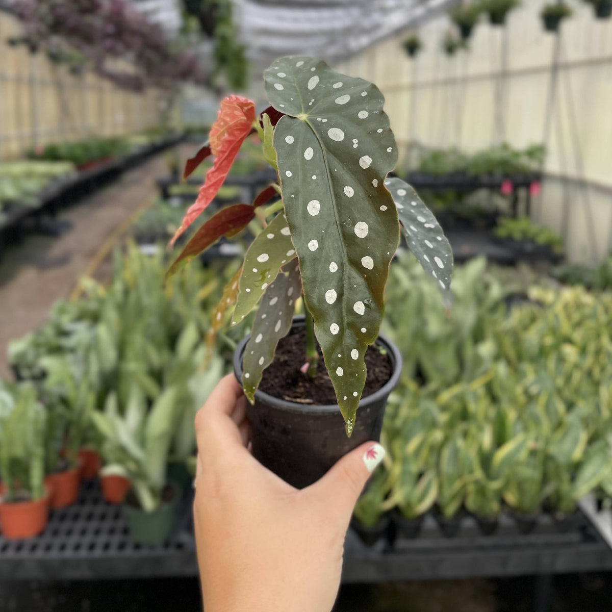 Begonia Maculata - Polka Dot Plant - 4" Live Plant