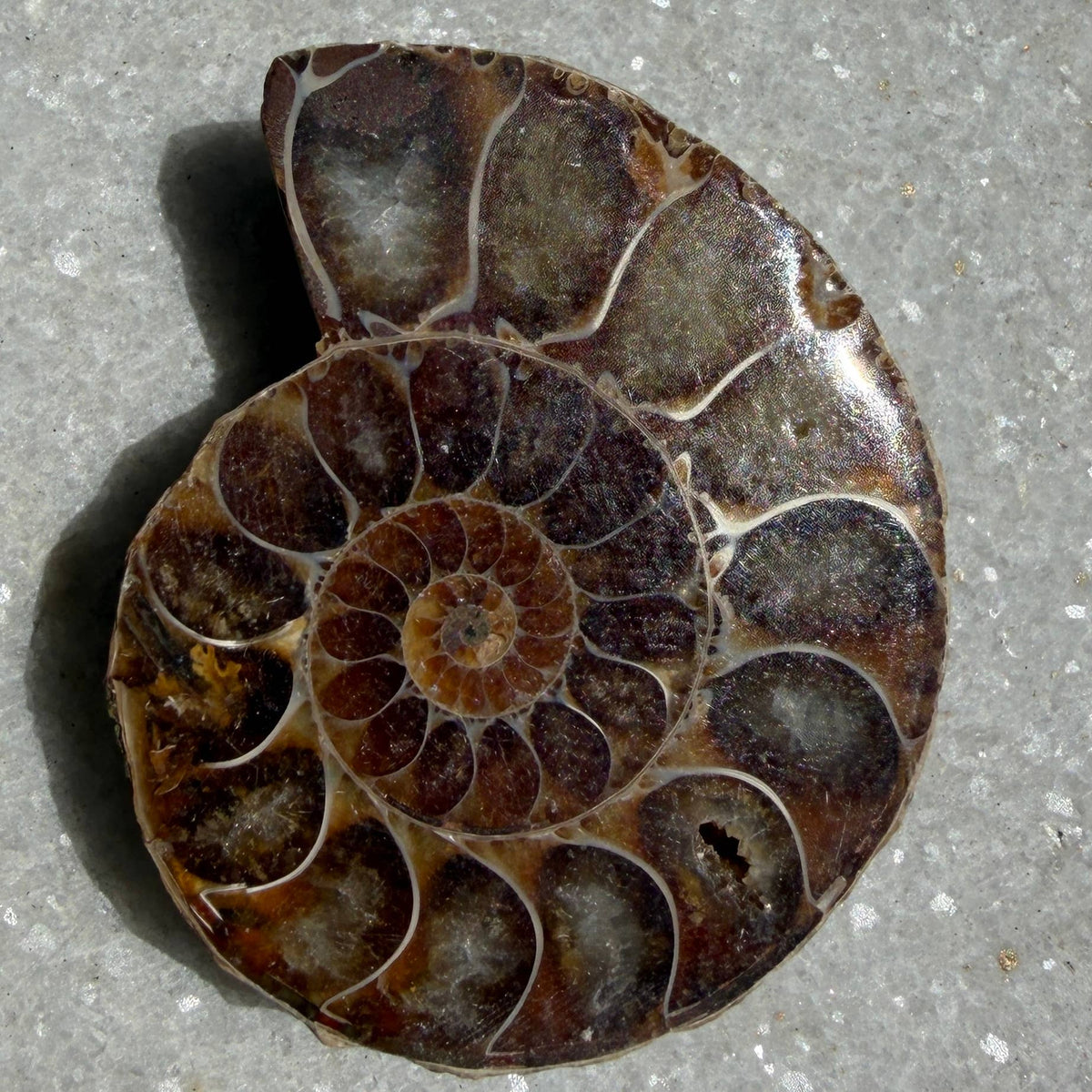 1 lb Natural Ammonite Fossil Healing Energy