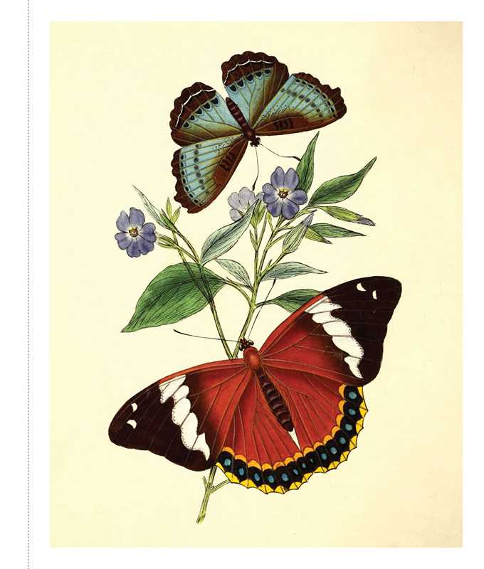 Instant Wall Art - Butterfly Botanical Prints by Adams Media: Paperback; 96 pages / English