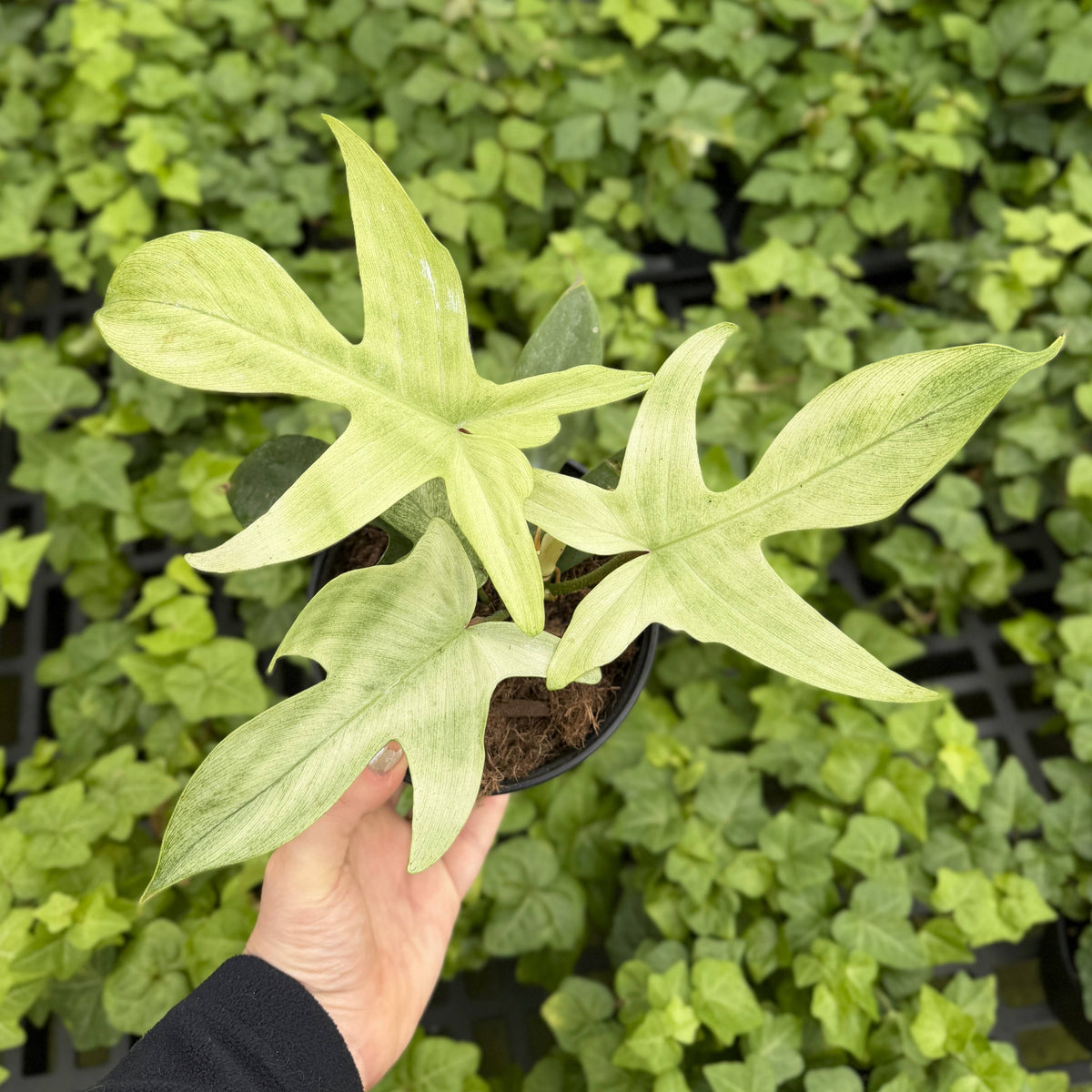 Florida Ghost Philodendron - 5.5" Live Plant - Rare Species