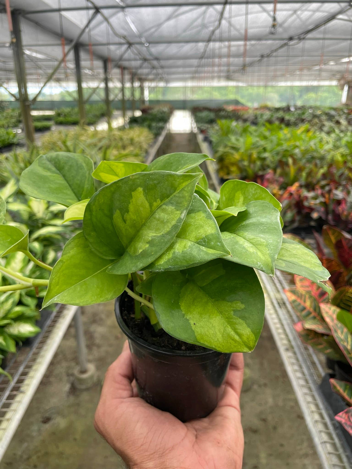 Pothos ‘Global Green’ 4-inch
