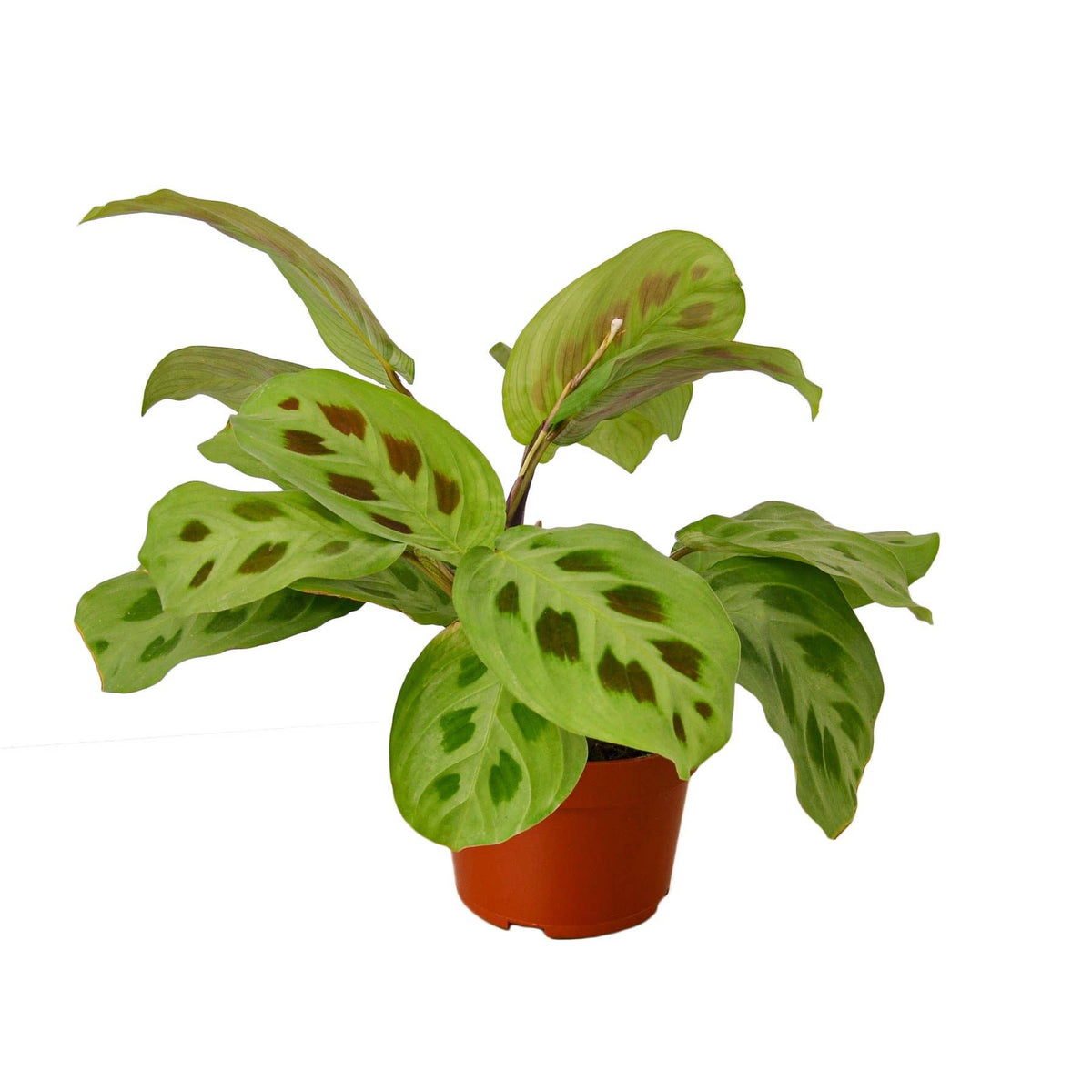 MARANTA LEUCONEURA 3-inch