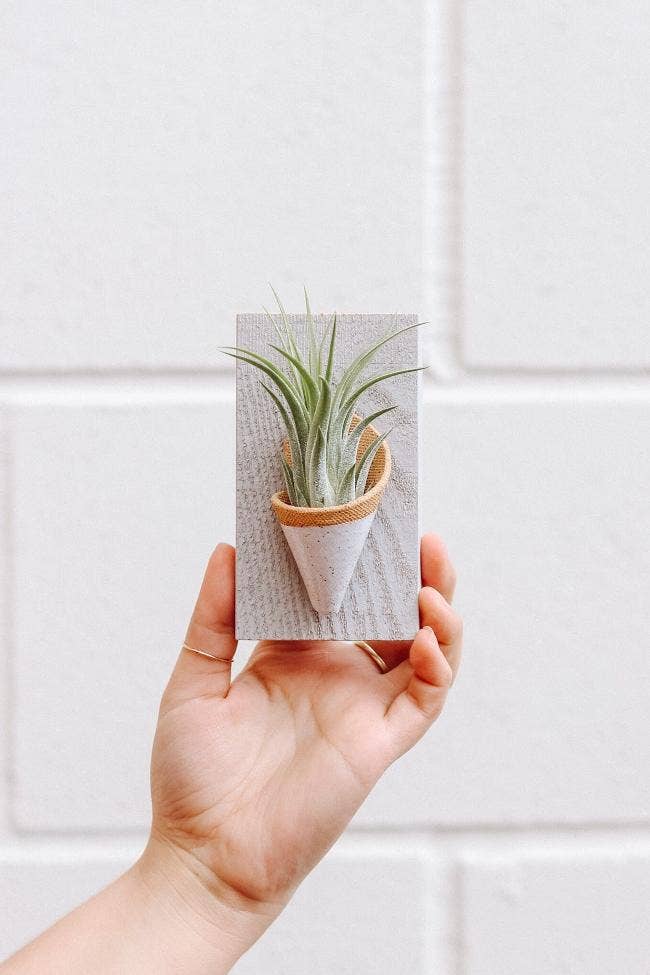 Ceramic Wall Planter - Tiny: Ivory / With Plant